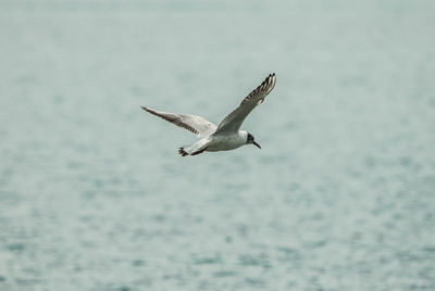 Seagull flying over sea
