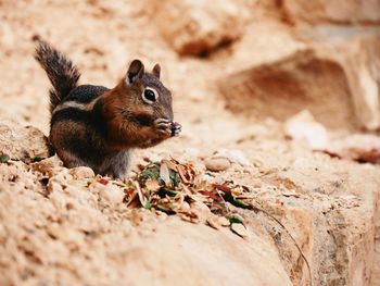 Close-up of squirrel on rock