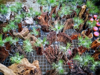 High angle view of potted plants on field