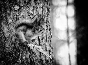 Close-up of squirrel on tree trunk