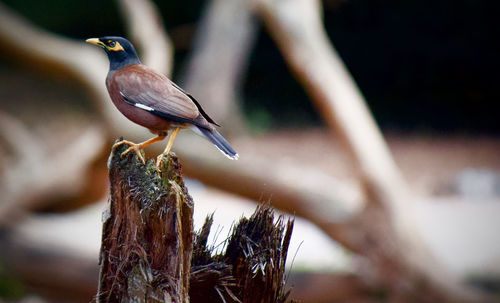 Close-up of bird perching on tree