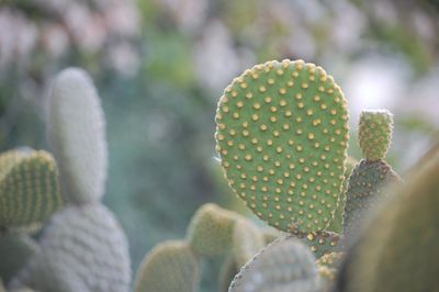 Close-up of prickly pear cactus