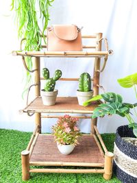 Close-up of potted plant on table