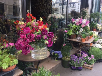 Pink flowers blooming in backyard