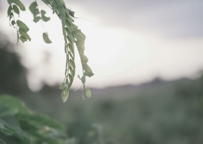 Close-up of plant against sky
