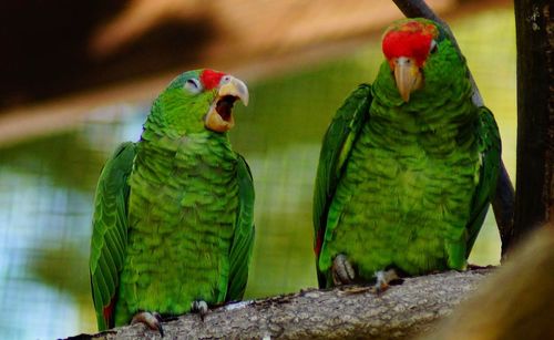 Close-up of parrot perching on leaf