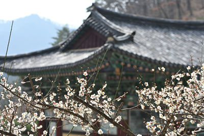 Close-up of cherry tree by building