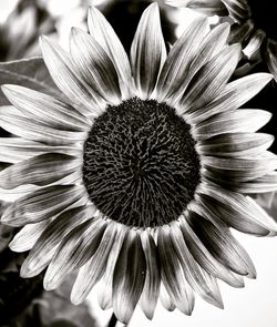 Close-up of flower