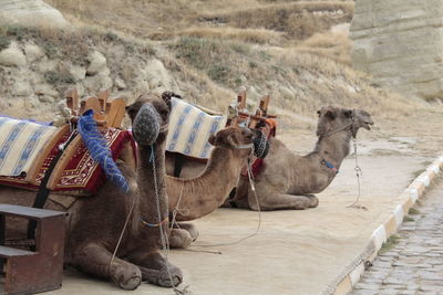 Camels sitting at roadside