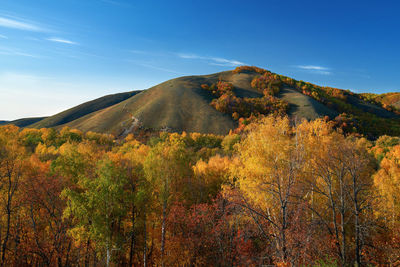 Autumn colors of nature. multi-colored tops of trees on the background of the mountain slope. 