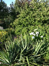 Plants growing outdoors