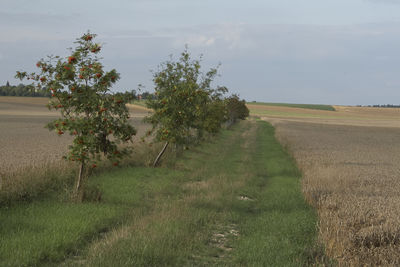 Scenic view of field against sky