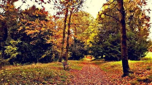 Trees in autumn