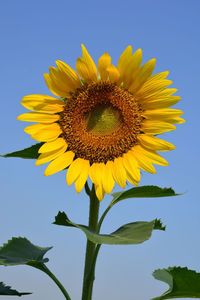 Low angle view of sunflower against clear sky