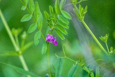 Close-up of pink flowering plant