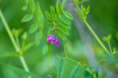 Close-up of pink - purple tiny flower on a fern like wildflower vine 
