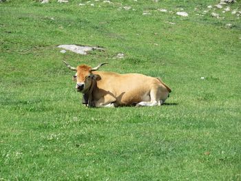 Cow in a field