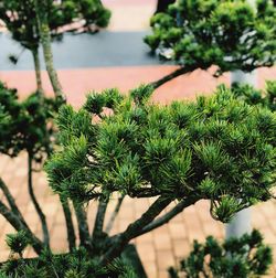 Close-up of plant against trees