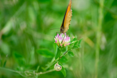 Close-up of butterfly pollinating on purple flower