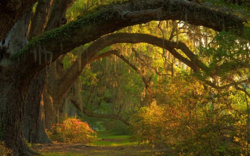 Trees in autumn