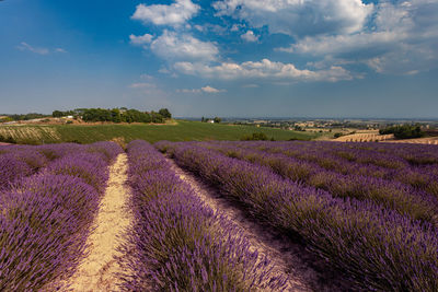 Scenic view of agricultural field against sky