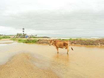 Horse standing on beach