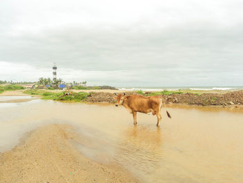A red cow in the middle of a flooded muddy road next to a small village on the seaside