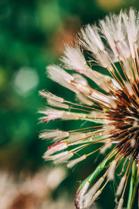 Close-up of flower growing on field