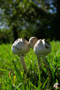 Close-up of mushroom growing on field