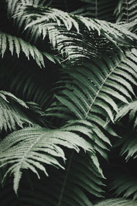 Close-up of fern leaves