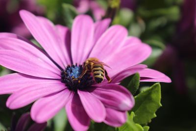 Close-up of bee on purple flower