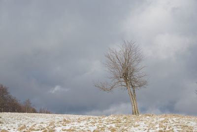 Bare tree on field against sky during winter