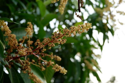 Close-up of flowering plant