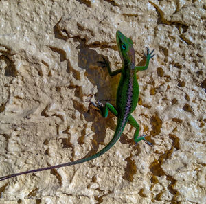 High angle view of lizard on land