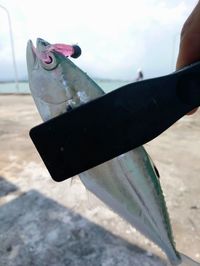 Close-up of hand holding fish