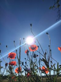 Low angle view of poppy flowers against sky