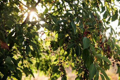 Low angle view of fruits growing on tree