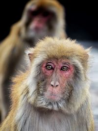 Close-up portrait of a monkey