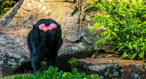 Black bird standing on rock