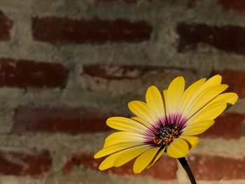 Close-up of yellow flower blooming outdoors