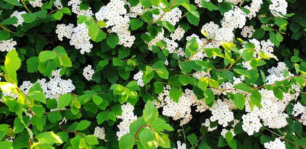 Close-up of white flowering plants