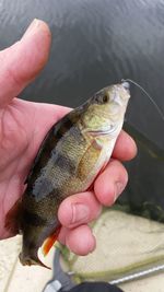 Close-up of person holding dead fish in hand