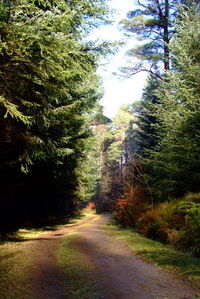 Trees in forest against sky