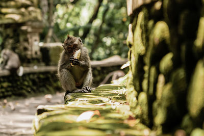 Close-up of monkey