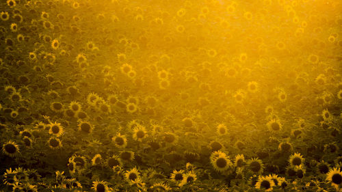 Full frame shot of sunflowers in field