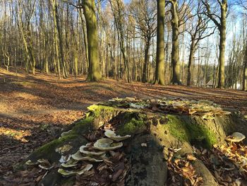 Trees and leaves in forest