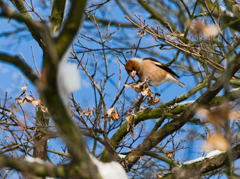 Low angle view of bird perching on branch