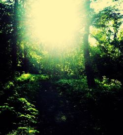 Sun shining through trees