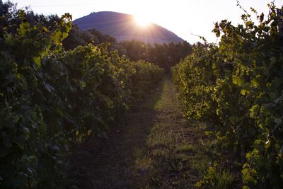 Scenic view of vineyard against sky