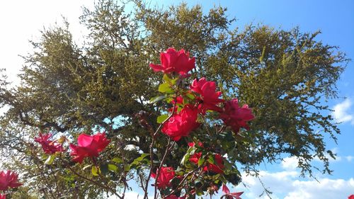 Low angle view of red flowers blooming against sky